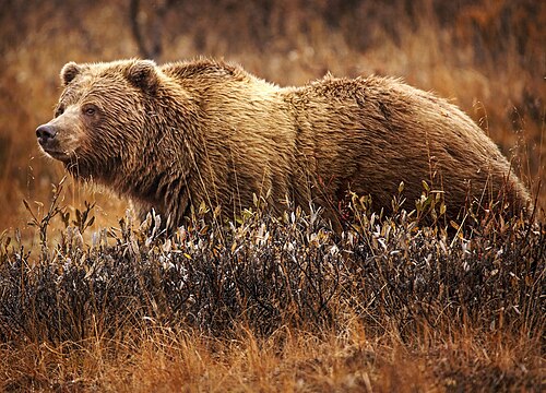 Ursus arctos horribilis